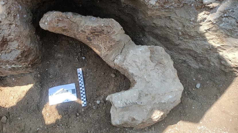 Bentuk fosil yang ditemukan warga Sragen, Kamis (13/7/2023).