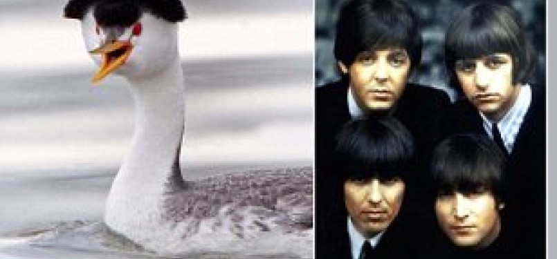 Bentuk kepala burung Wingo Star sangat mirip dengan potongan rambut  kelompok The Beatles.