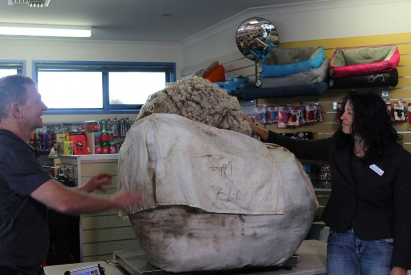 Berat bulu domba Chris adalah 40,45 kg.
