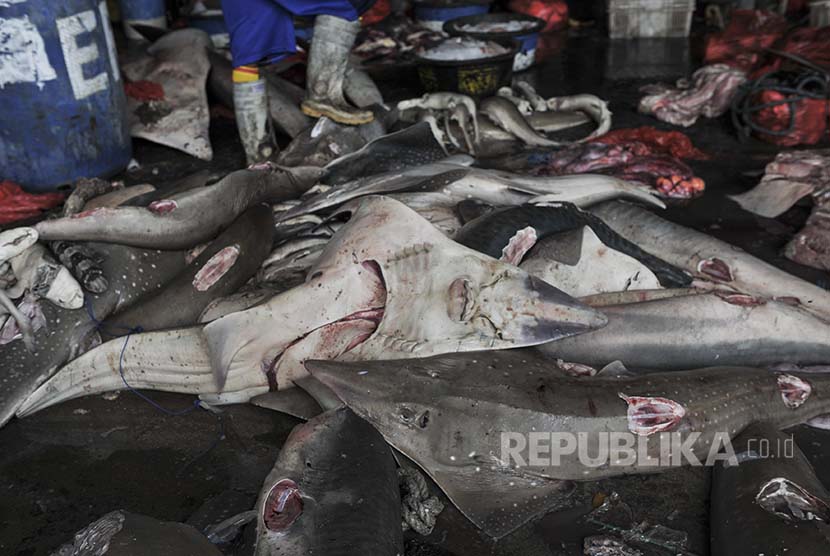 Berbagai jenis hiu di Tempat Pelelangan Ikan Brondong, Lamongan, Jawa Timur, Kamis (6/10).