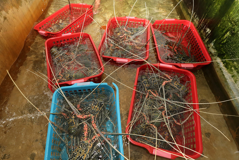 Ekspor benih lobster dinilai merusak biota laut dan merugikan nelayan. Ilustrasi lobster.