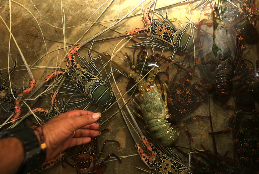 Berbagai jenis lobster kualitas ekspor disiapkan untuk pengiriman ke Jakarta di salah satu tempat penampungan di Banda Aceh, Aceh, Selasa (21/1/2020).