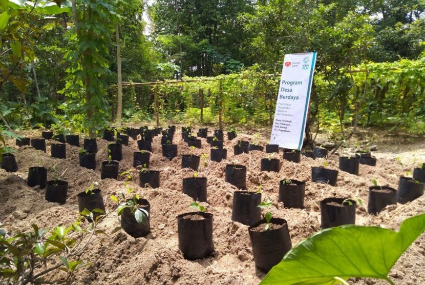 Berbagai tanaman yang ditanam di kebun gizi.