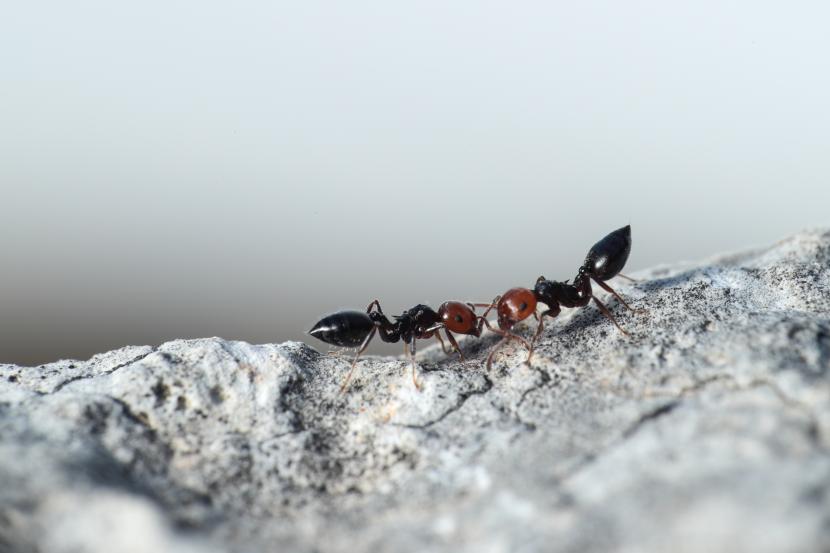 Ilustrasi semut. Semut adalah salah satu binatang yang diabadikan Alquran 