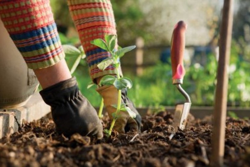 Studi: Berkebun Bisa Turunkan Risiko Kanker Hingga Masalah Kesehatan Mental. Foto:   Berkebun (ilustrasi)