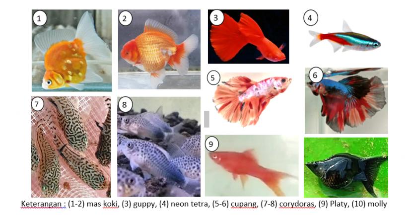 Tips Memilih Ikan Peliharaan Yang Cocok Untuk Akuarium Hias Republika Online