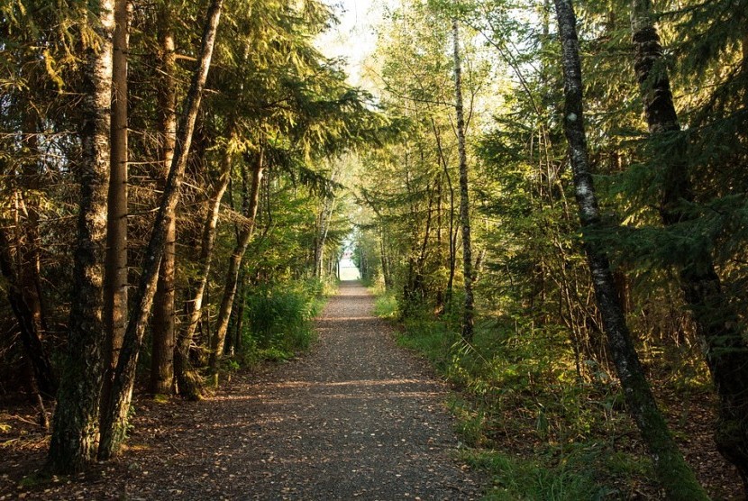 Bernapas penting gunanya bagi kesehatan. Berjalan ke hutan rindang membantu Anda mendapatkan pasokan udara segar yang dibutuhkan.