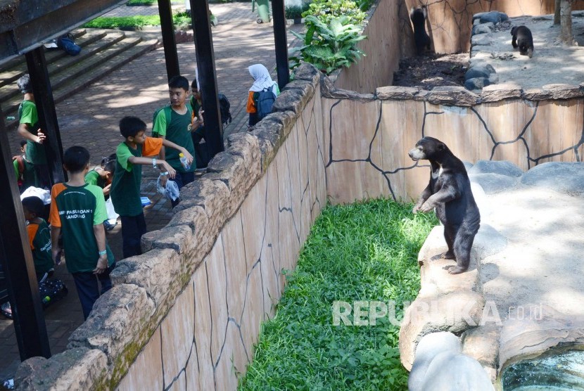 Sejumlah pelajar berinteraksi dengan beruang madu saat berkunjung ke Bandung Zoo atau Kebun Binatang Bandung. Pengelola BAZOGA menyatakan telah memiliki dua dokter yang mengecek virus Corona