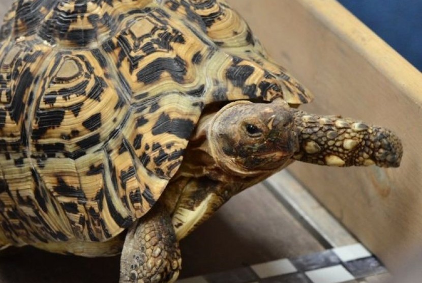 Bertie si kura-kura tercepat di dunia.