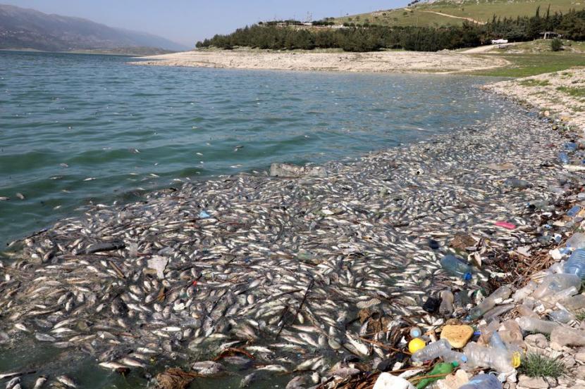 Berton-Ton Bangkai Ikan Terdampar di Danau Lebanon. Berton-ton ikan mati terdampar di tepi danau di Danau Qaraoun, Sungai Litani, Lebanon, menyelimuti desa terdekat dengan bau menyengat, Kamis (29/4).