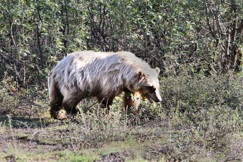  Beruang grizzly. Di Montana, Amerika Serikat, dua beruang grizzly mati akibat flu burung. Penularan diyakini terjadi setelah beruang itu memakan unggas yang mati akibat flu burung.
