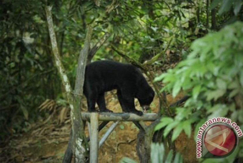 Beruang hitam