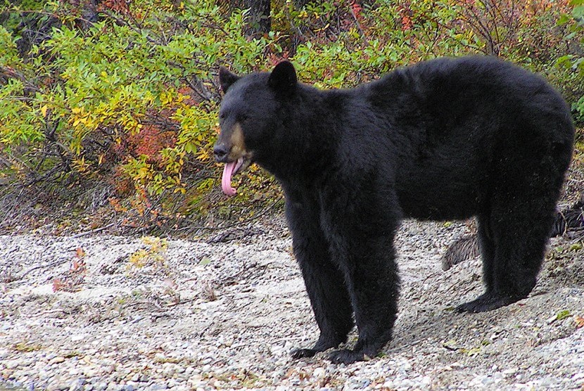 Departemen Perikanan dan Perburuan Alaska melaporkan, seekor anak beruang hitam di tenggara Alaska disuntik mati setelah terserang flu burung. 