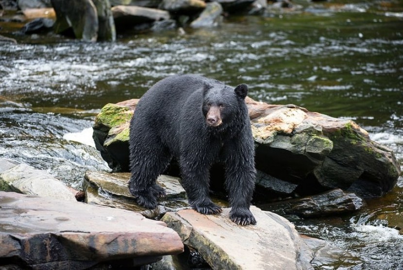 Beruang hitam (ilustrasi)