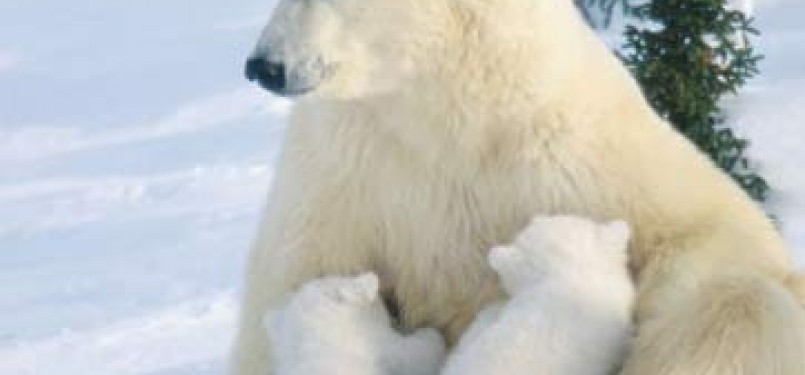 550 Gambar Hewan Beruang Kutub Gratis
