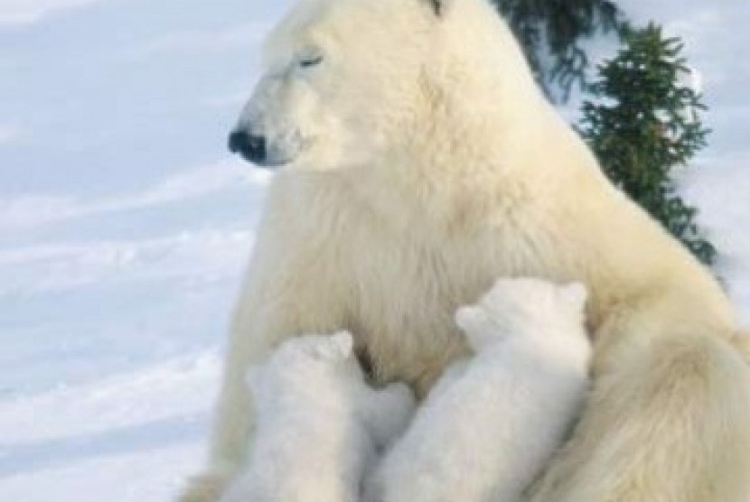 Lima Ilmuwan Rusia Terjebak Kepungan 10 Beruang Kutub  