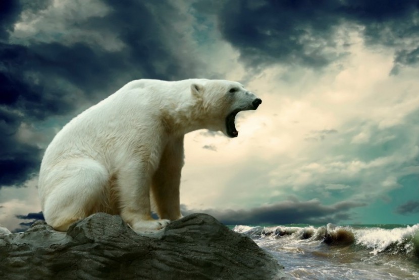 Beruang kutub gambar