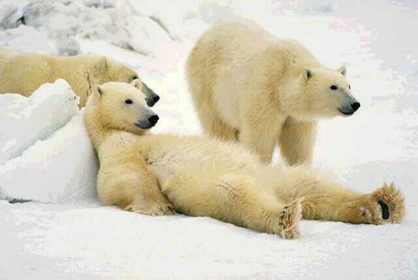 Beruang Kutub. ilustrasi.