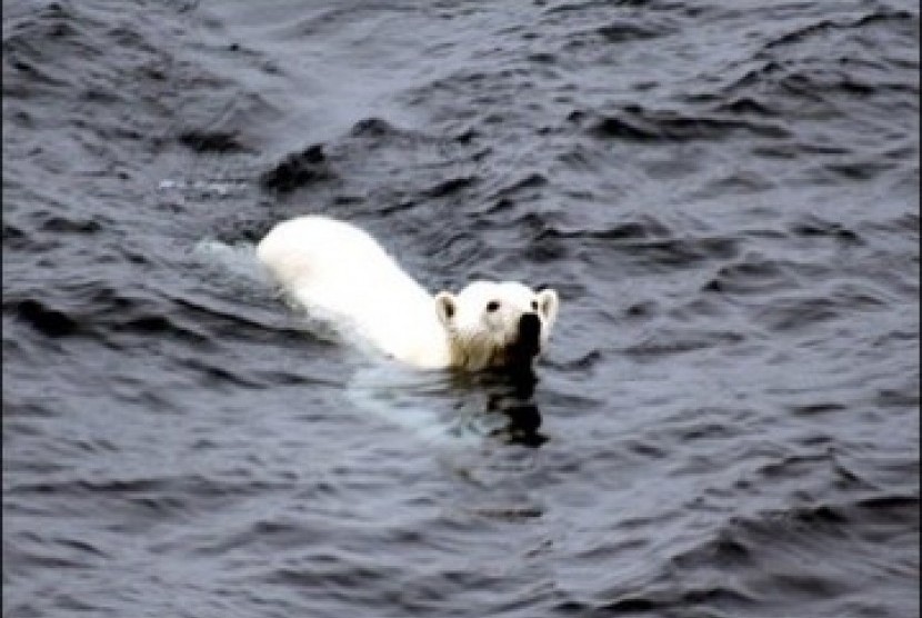 Beruang kutub berenang hampir 700 kilometer mencari makanan.