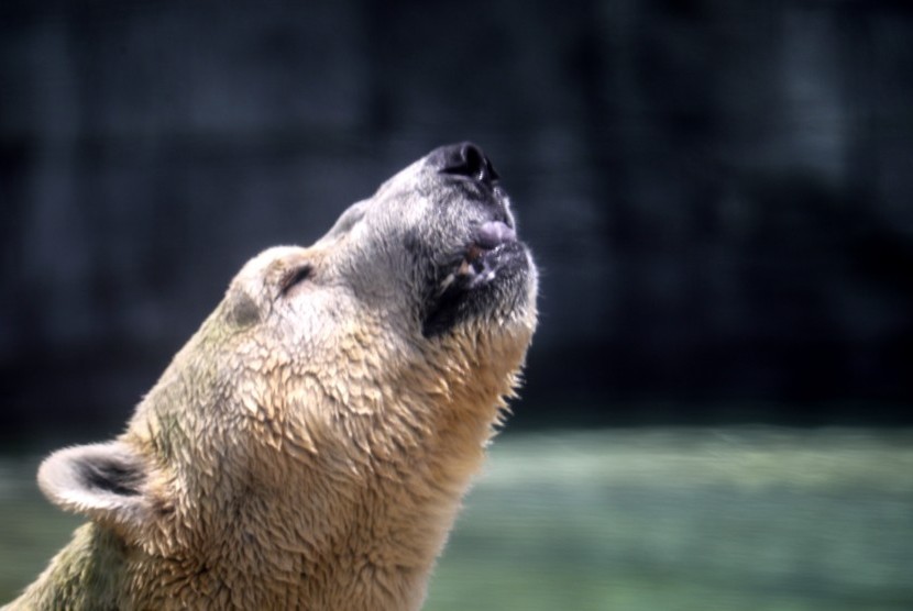 Beruang kutub Inuka saat masih hidup menderita arthritis, masalah gigi, infeksi telinga, dan harus mendapatkan obat penghilang nyeri selama beberapa waktu terakhir.