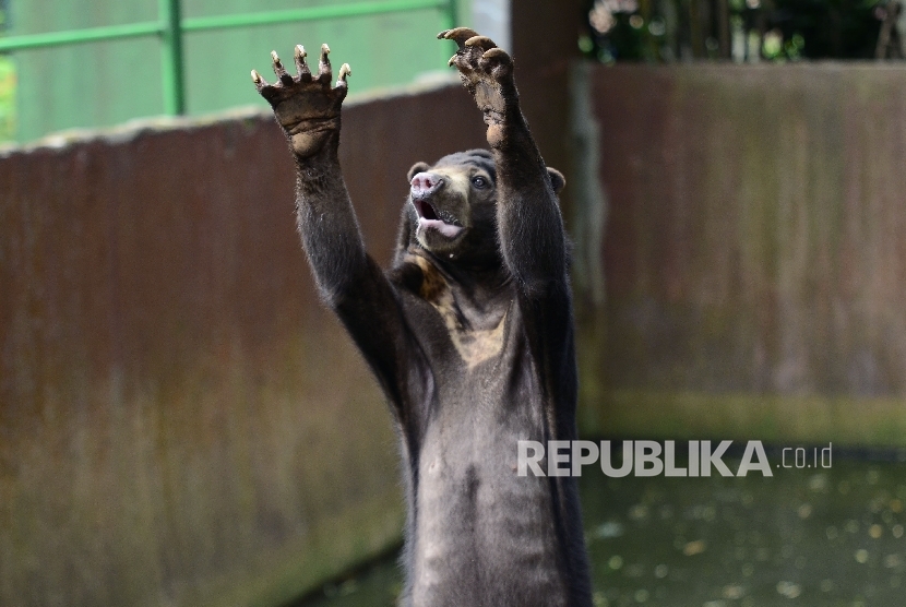  Beruang madu meminta makanan kepada para pengunjung di Kebun Binatang Bandung, Jalan Tamansari, Kota Bandung, Kamis (19/1).