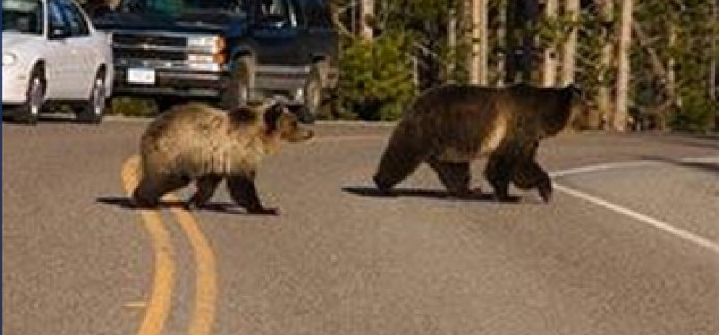Beruang di Taman Nasional Yellowstone, Amerika Serikat