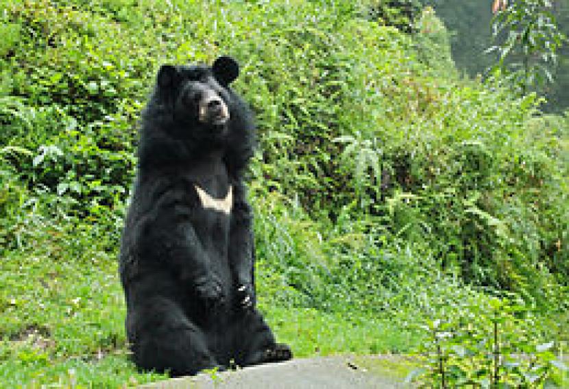 Beruang Humalaya.