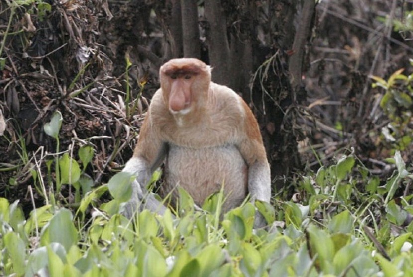 Beruk, salah satu hewan khas Kalimantan yang diminati wisatawan