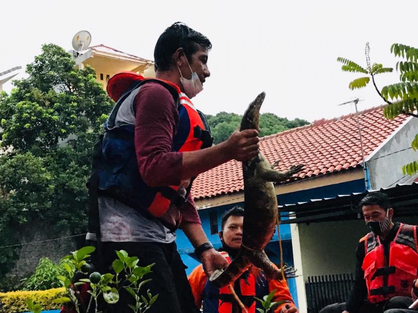 Biawak sepanjang sekitar 1,5 meter ditangkap petugas di Perumahan Bambu Kuning, Kecamatan Bojong Gede, Kabupaten Bogor.  (Ilustrasi)