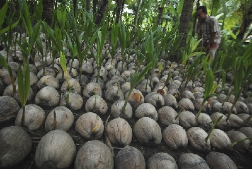 Bibit kelapa kopyor. Direktur Pusat Penelitian Bioteknologi dan Bioindustri Indonesia (PPBBI), Dr Priyono, menjelaskan bahwa daging kelapa kopyor mengandung senyawa antioksidan dan asam laurat sebesar 38 persen hingga 51 persen.