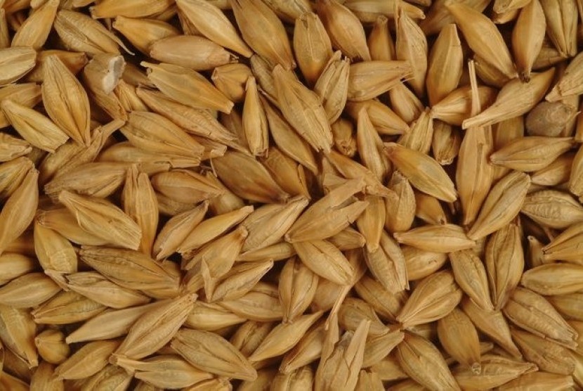 Biji barley