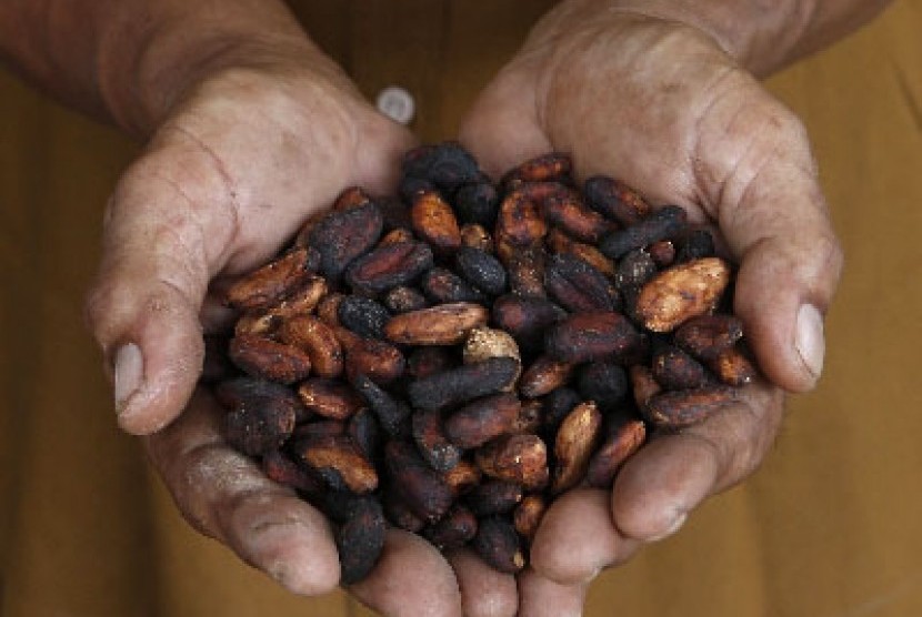 Cokelat Sulamina asal Kepulauan Sula, Maluku Utara (Malut), kian diminati di benua biru, menyusul peningkatan ekspor ke Eropa.