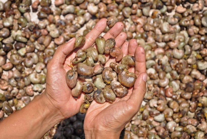BIJI JAMBU METE. Seorang warga menunjukkan biji jambu mete hasil panenannya di Dusun Gondang Timur, Desa Gondang, Kec. Gangga, Tanjung, Kab. Lombok Utara, NTB, Selasa (9/10). Biji jambu mete yang telah melalui proses pengeringan tersebut dijual kepada seha
