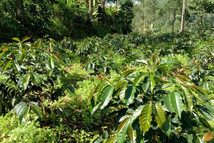 Perkebunan kopi Java Preanger di Gunung Tilu, Pangalengan, Jawa Barat.