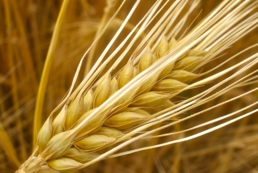 Bijian barley