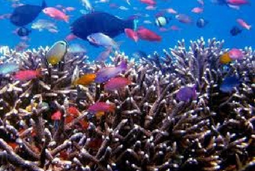 Biota Laut. Perserikatan Bangsa Bangsa (PBB) telah mengadopsi sebuah perjanjian bersejarah yang bertujuan melindungi biodiversitas di laut lepas.