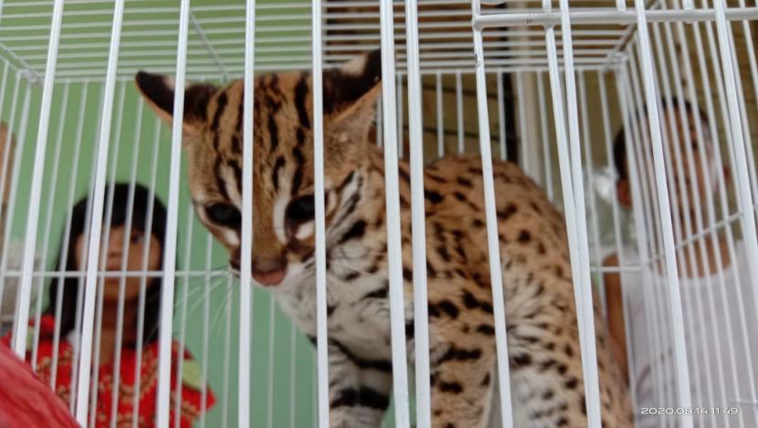BKSDA Agam mengamankan seekor kucing hutan yang masuk ke rumah warga di tan yang masuk ke dalam rumah warga di  Jorong Balai Ahad II, Nagari Lubuk Basung, Kabupaten Agam, Jumat (14/8) 