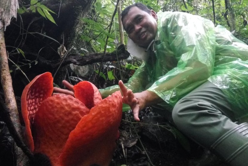 BKSDA Agam Pantau bunga Rafflesia tuan-mudae yang diperkirakan akan mencapai diameter terbesar di dunia  di dalam kawasan hutan cagar alam Maninjau di Jorong Marambuang Nagari Baringin Kecamatan Palembayan Kabupaten Agam, Sumatera Barat, Senin (30/12).