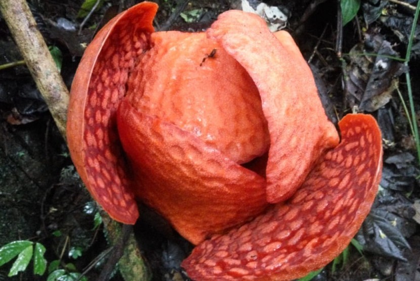 BKSDA Agam Pantau bunga Rafflesia tuan-mudae yang diperkirakan akan mencapai diameter terbesar di dunia  di dalam kawasan hutan cagar alam Maninjau di Jorong Marambuang Nagari Baringin Kecamatan Palembayan Kabupaten Agam, Sumatera Barat, Senin (30/12).