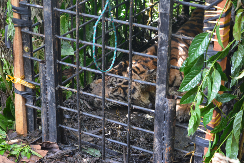 BKSDA Sumbar menunda proses evakuasi anak harimau sumatra yang tertangkap pada Sabtu (14/4). Selain mempertimbangkan kondisi kesehatan anak harimau, penundaan evakuasi juga untuk menghindari amukan beberapa individu harimau lain yang masih berkeliaran. 