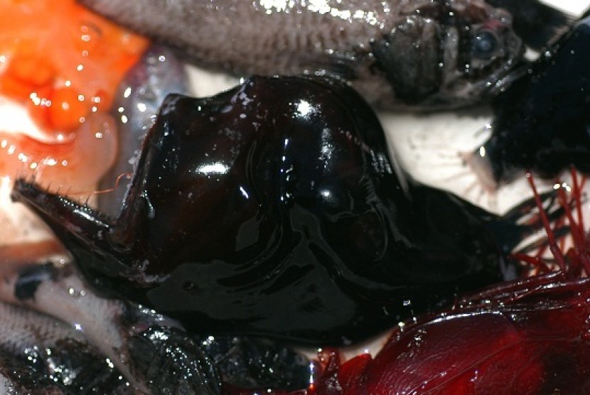 Black seadevil