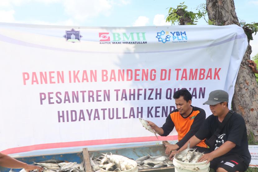 BMH bersama YBM PLN menggelar panen ikan bandeng di Pesantren Hidayatullah Kendal, Jawa Tengah.