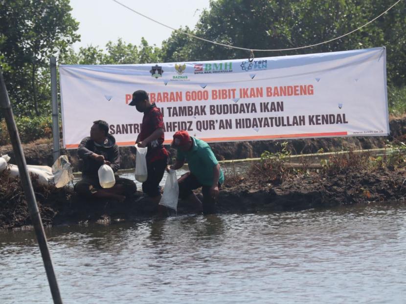 BMH Gerai Kendal, Jawa Tengah, menebar 6.000 bibit ikan bandeng di tambak pemberdayaan yang berlokasi di Dusun Gempolsewu, Kendal, Sabtu (24/7).