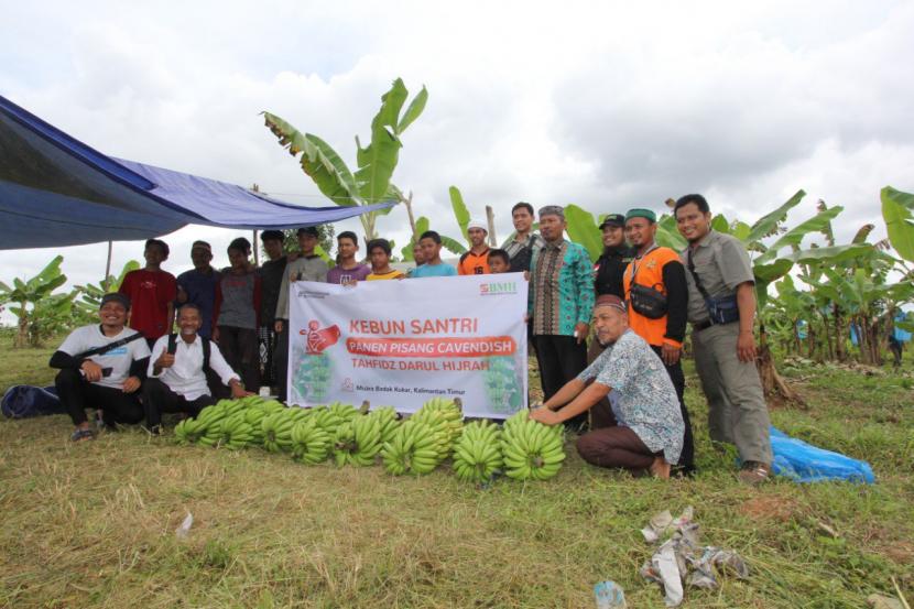 BMH melaksanakan  panen perdana pisang Cavendish di Pesantren Daarul Hijrah, Muara Badak, Kutai Kartanegara, Sabtu (27/8/2022).