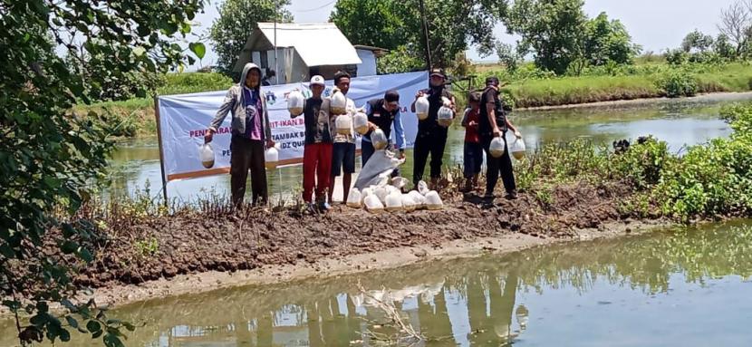 BMH menebar 10 ribu bibit ikan bandeng dan nila yang disebar di lahan tambak yang dikelola Pesantren Hidayatullah Kendal, Jawa Tengah, Sabtu (27/2).