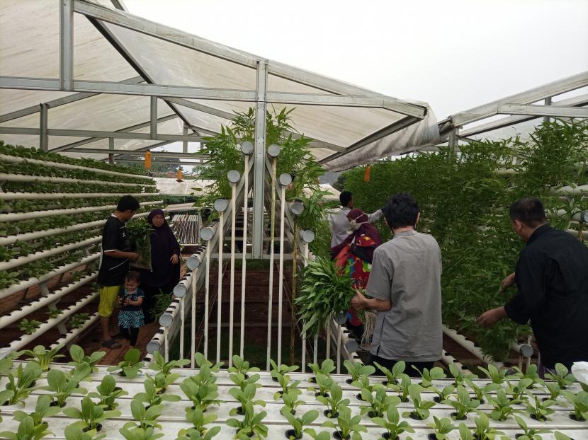 BMH mengajak warga memanen gratis sayuran kangkung di kebun hidroponik BMH yang berlokasi di Depok, Jawa Barat, Rabu (8/7).