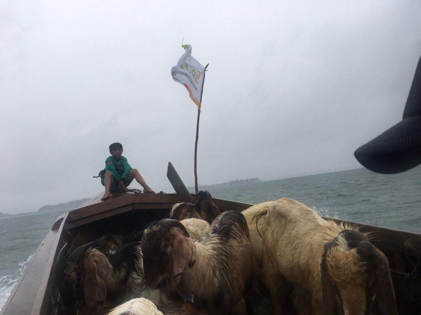 BMH mengirimkan hewan kurban sapi dan kambing untuk masayarakat Pulau Panjang Bara, Batam, Kepri.