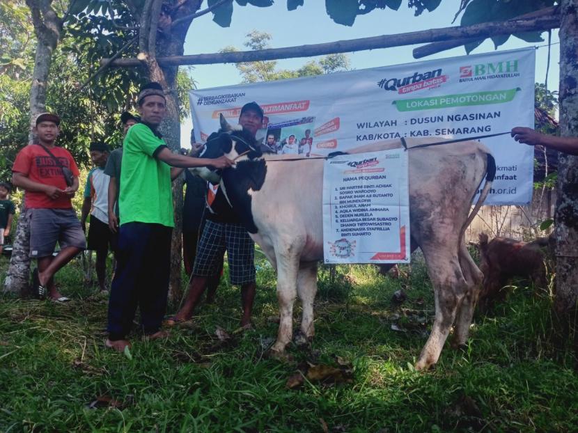 BMH  menyalurkan 1 ekor sapi dan 13 ekor kambing kepada warga Dusun Ngasinan,  Desa Timpik, Kecamatan Susukan, Kabupaten Semarang, Jawa Tengah.
