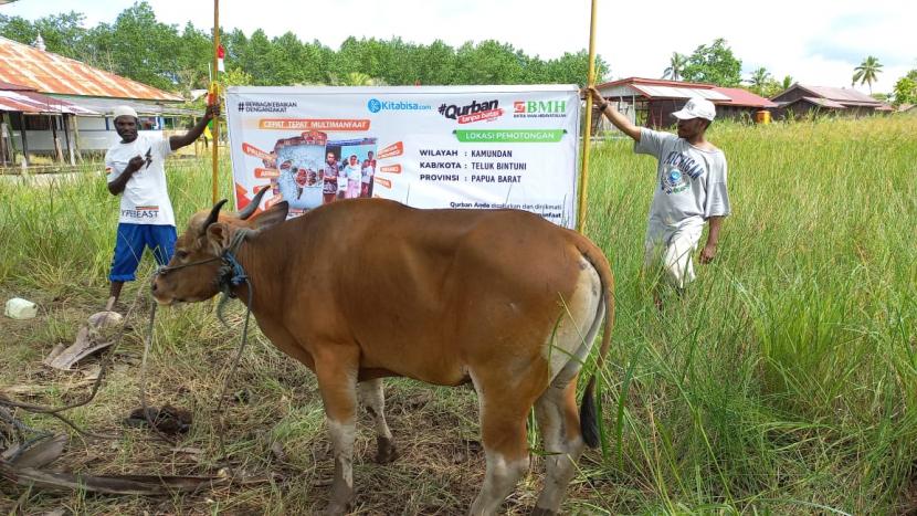 BMH Perwakilan Papua Barat menyalurkan hewan qurban  ke kalangan  Muslim Asli Papua di Distrik Kamundan, Kabupaten Teluk Bintuni, Papua Barat, Sabtu  (9/7/2022).