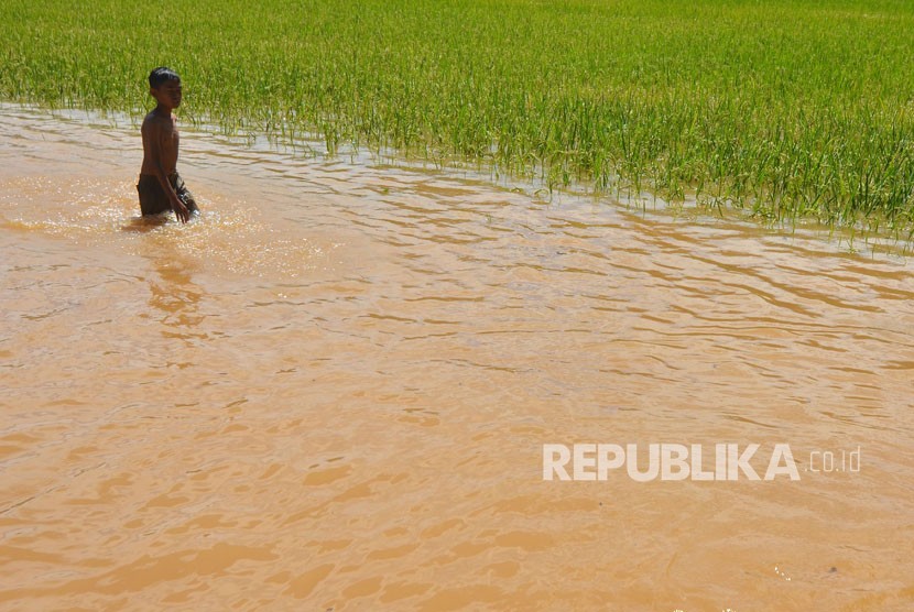 Bocah berjalan melintasi areal sawah yang terendam banjir di Desa Tanjungsari, Kabupaten Tasikmalaya, Jawa Barat, Jumat (23/2).